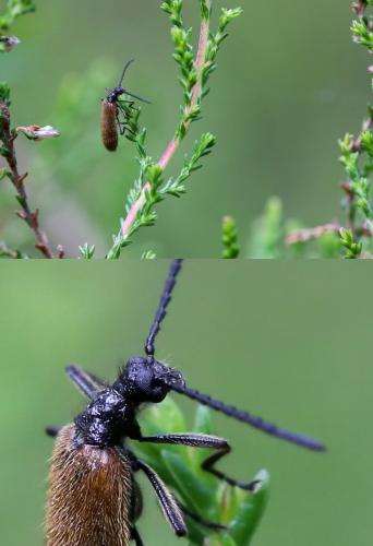 Lagria hirta