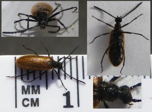 Lagria sp.