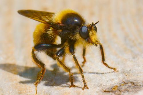 Laphria flava