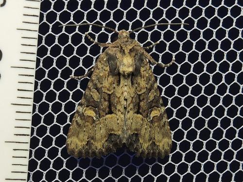 Mesapamea sp.