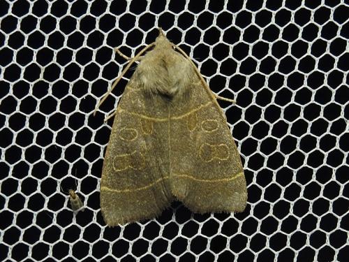 Réf. 122 292 : Ipimorpha subtusa