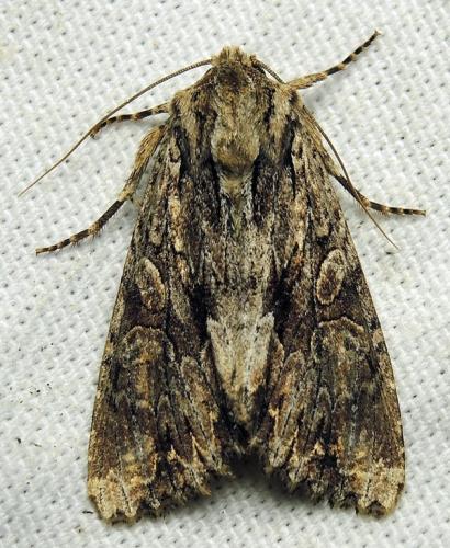 Réf. 122 422 : Apamea sp.