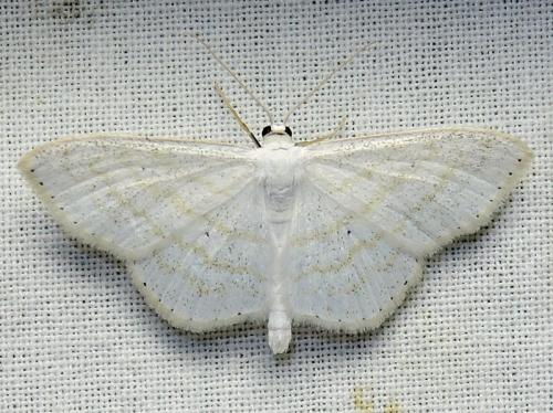 Scopula subpunctaria