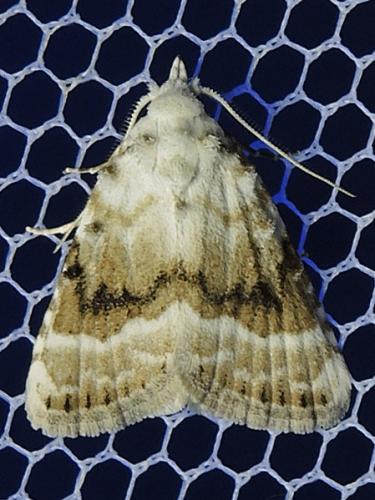 Réf. 122 808 : Meganola albula