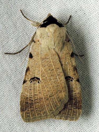 Lygephila craccae