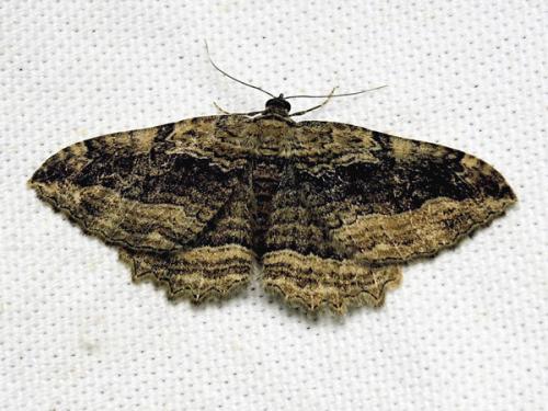 Réf. 122 743 : Philereme transversata
