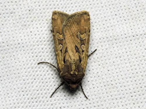 Euxoa aquilina