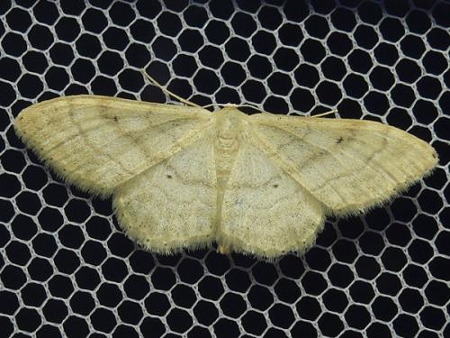 Idaea deversaria