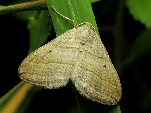 Réf. 122 729 : Phibalapteryx virgata