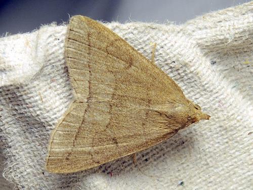 Réf. 122 706 : Herminia tarsipennalis