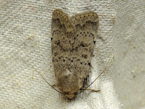 Réf. 122 697 : Hoplodrina respersa