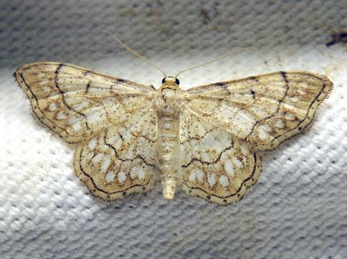 Idaea moniliata