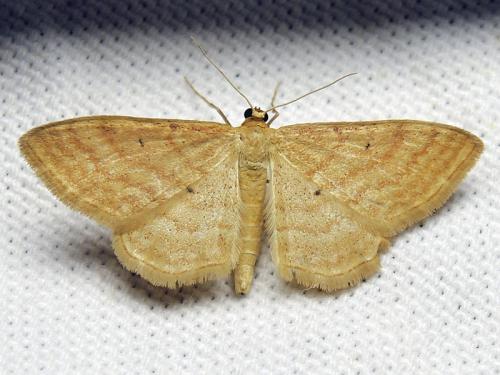 Idaea rufaria
