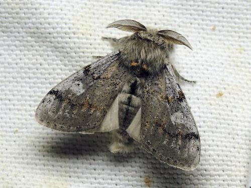 Dicallomera fascelina