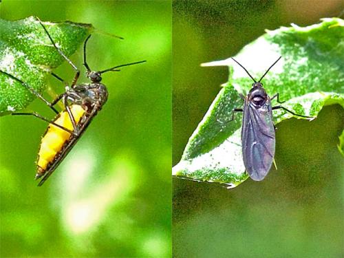 Sciara sp.