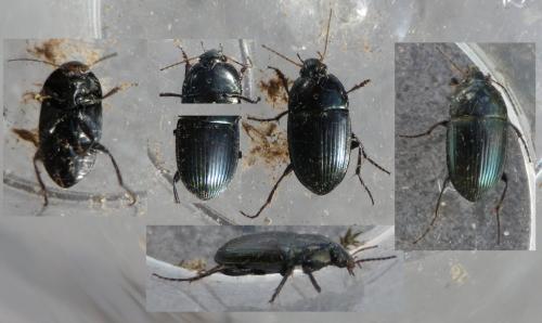 Amara sp.