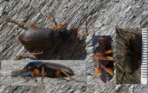 Pseudoophonus sp.