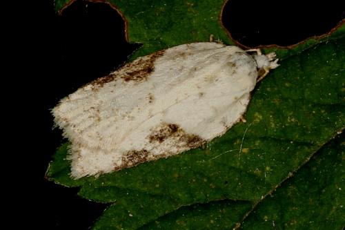 Réf. 122 443 : Acleris sp.