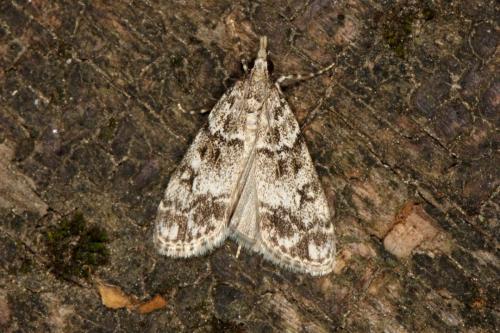 Réf. 122 216 : Eudonia lacustrata
