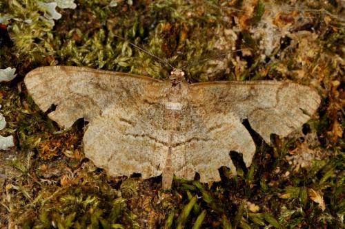 Réf. 122 211 : Alcis repandata