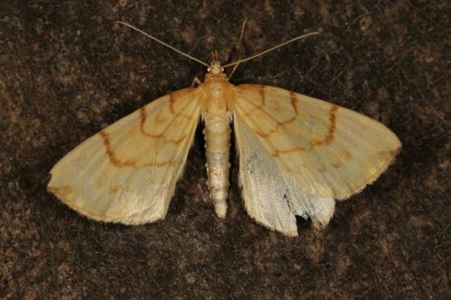 Réf. 122 214 : Gandaritis pyraliata