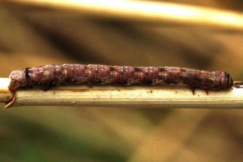 Agriopis sp.
