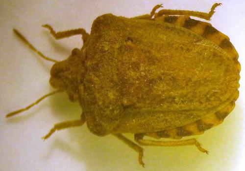 Leprosoma inconspicuum