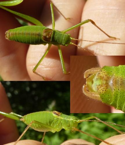 Leptophyes laticauda