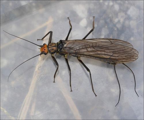 Perla grandis