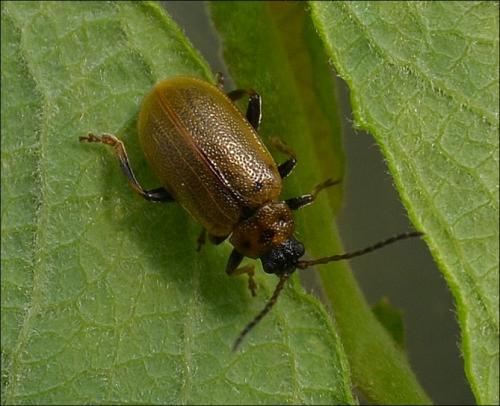 Réf. 122 047 : Lochmaea capreae