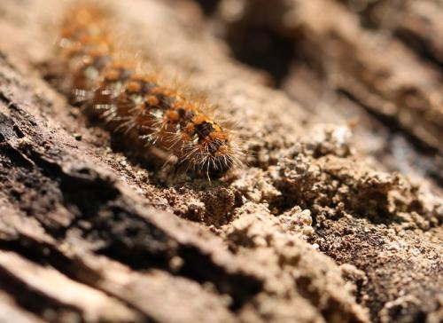 Réf. 122 603 : Euplagia quadripunctaria