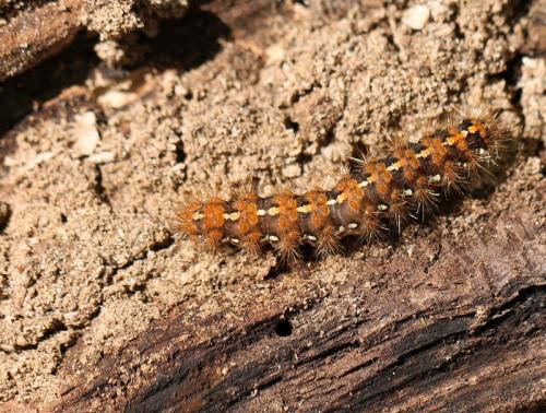 Euplagia quadripunctaria