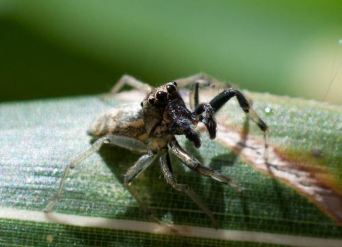 Phintella castriesiana
