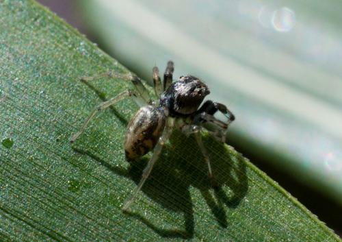 Phintella castriesiana