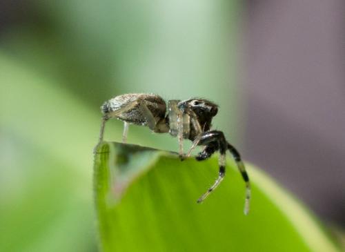 Phintella castriesiana
