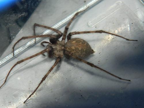 Tegenaria parietina