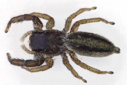 Réf. 122 313 : Marpissa radiata