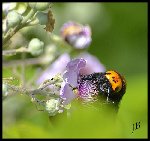 Réf. 122 110 : Megascolia maculata