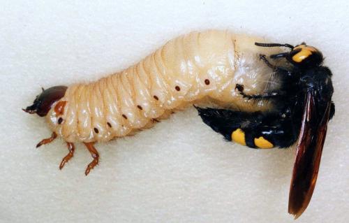Réf. 122 026 : Megascolia maculata