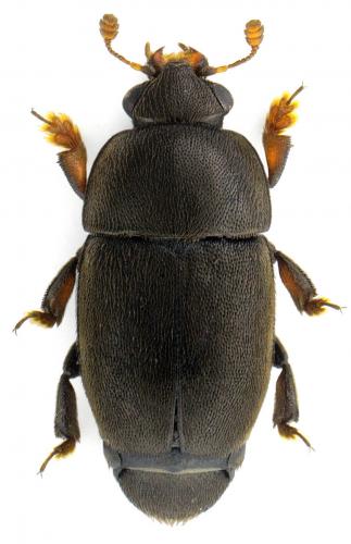 Réf. 122 974 : Sagittogethes obscurus
