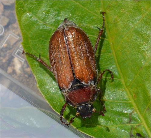 Réf. 122 841 : Melolontha hippocastani
