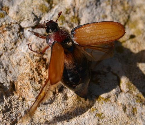 Melolontha hippocastani