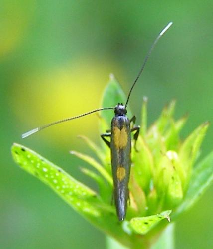 Réf. 122 385 : Euspilapteryx auroguttella