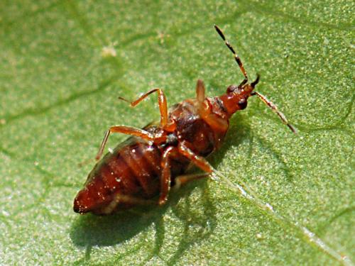 Anthocoris sp.
