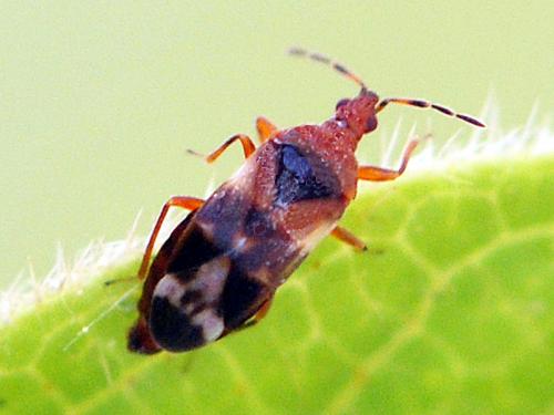 Anthocoris sp.