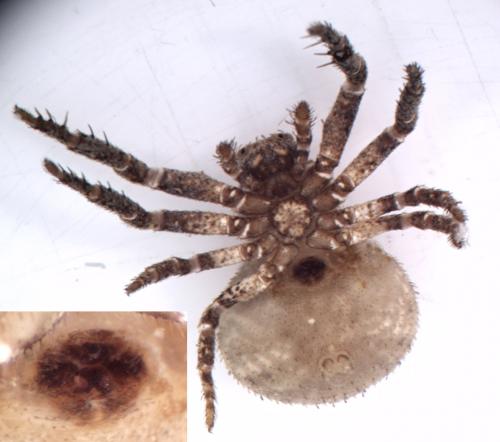 Réf. 122 424 : Ozyptila scabricula