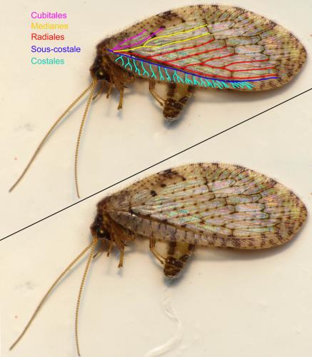 Hemerobius humulinus