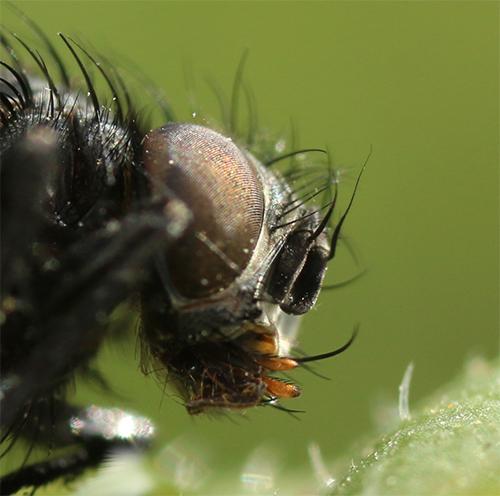 Carcelia sp.