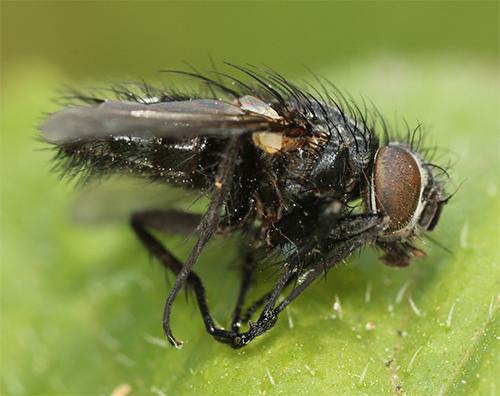 Réf. 122 383 : Carcelia sp.