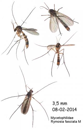 Rymosia fasciata